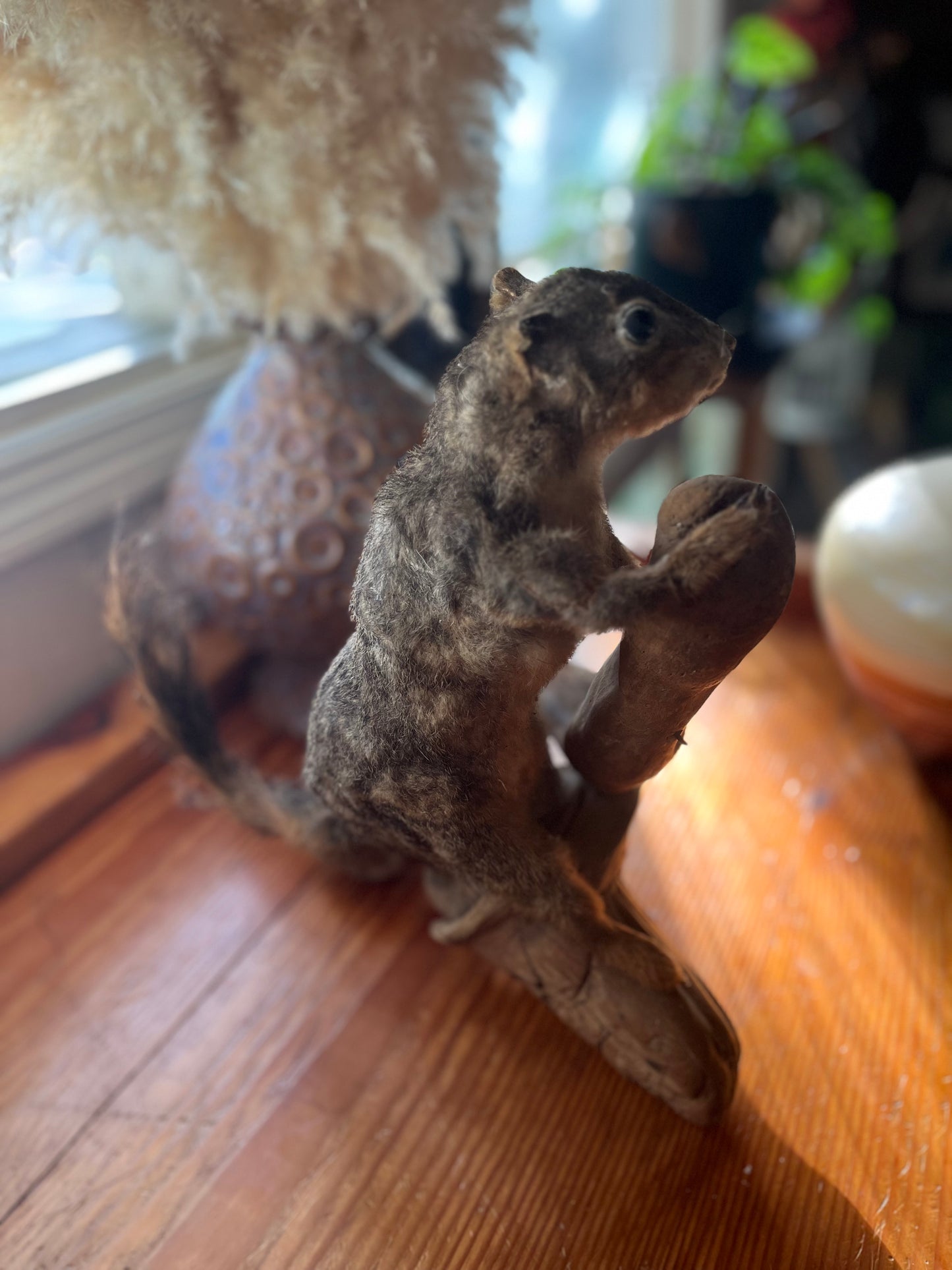 Vintage taxidermy squirrel