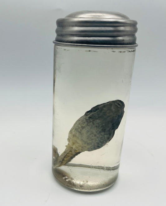 Tadpole specimen