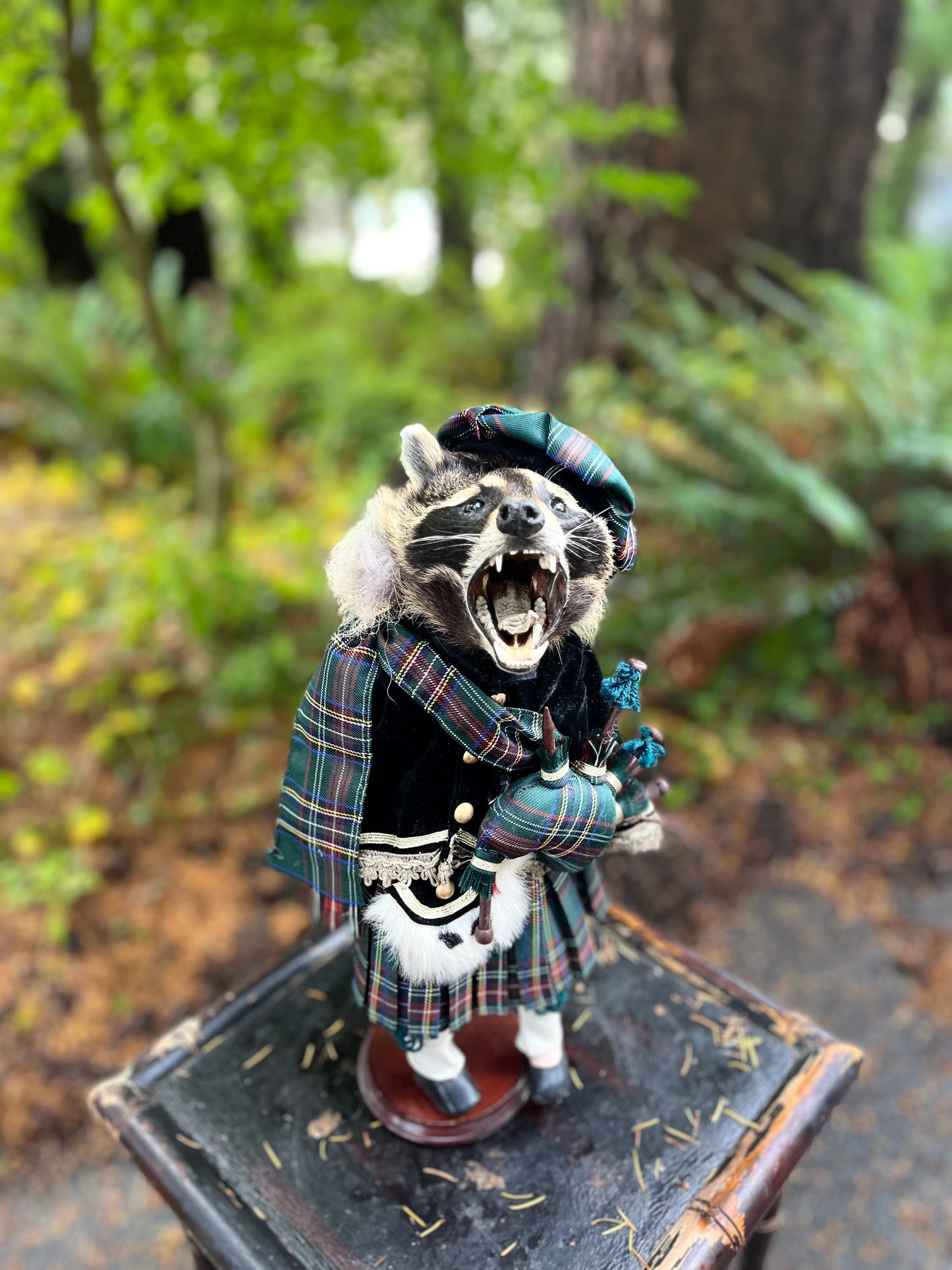 Bagpiper Raccoon