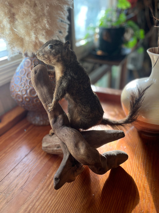 Vintage taxidermy squirrel