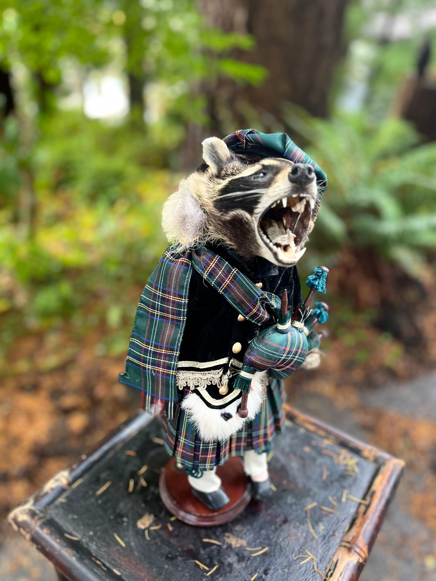 Bagpiper Raccoon