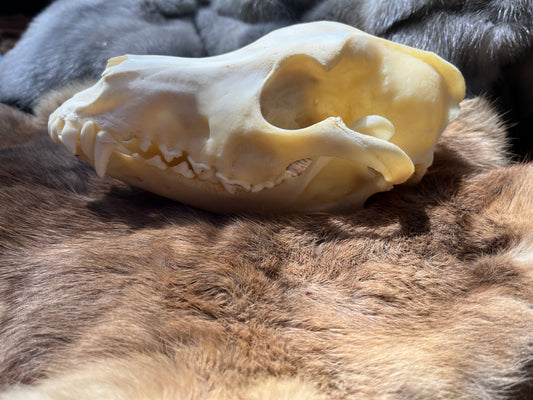 Dog skull