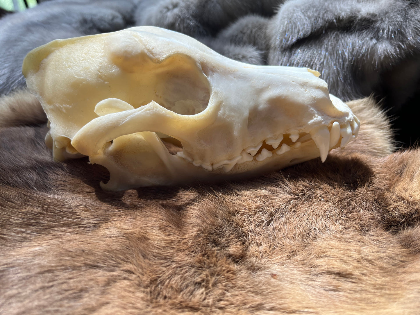 Dog skull