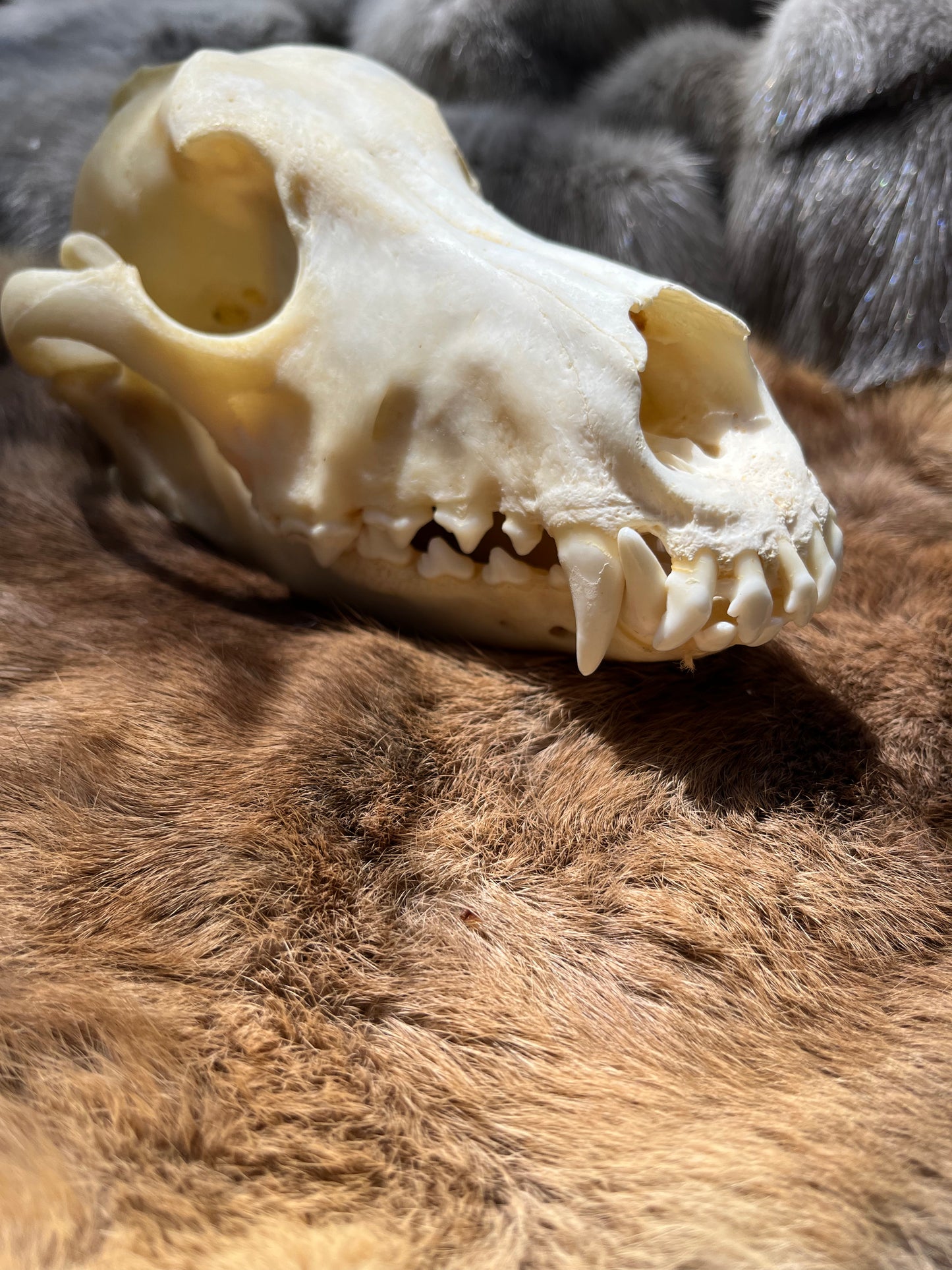 Dog skull