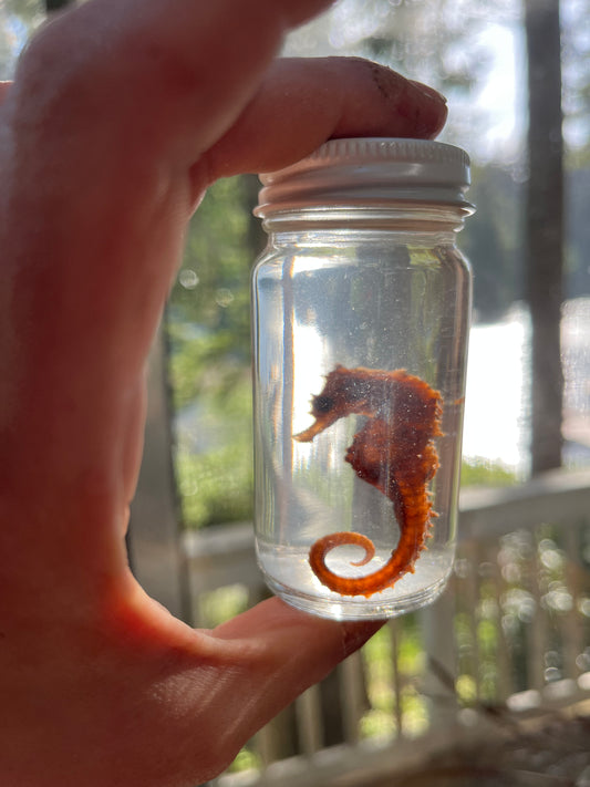 Seahorse