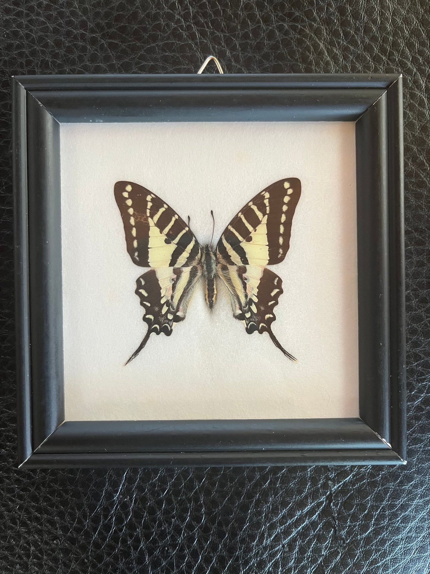 5”x5” framed butterfly