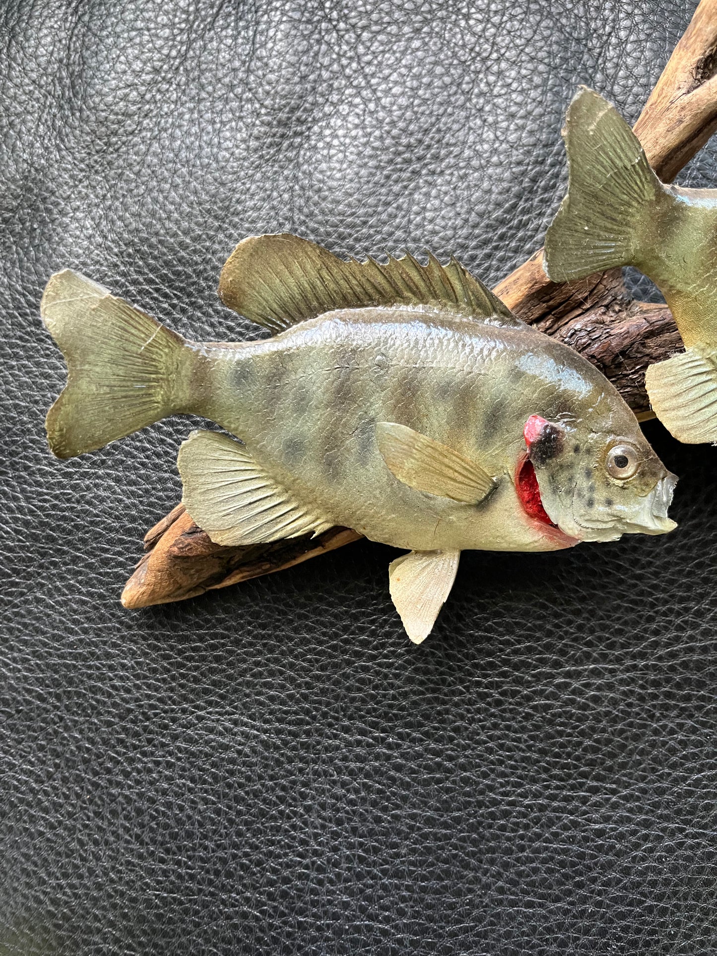 Vintage taxidermy blue gill