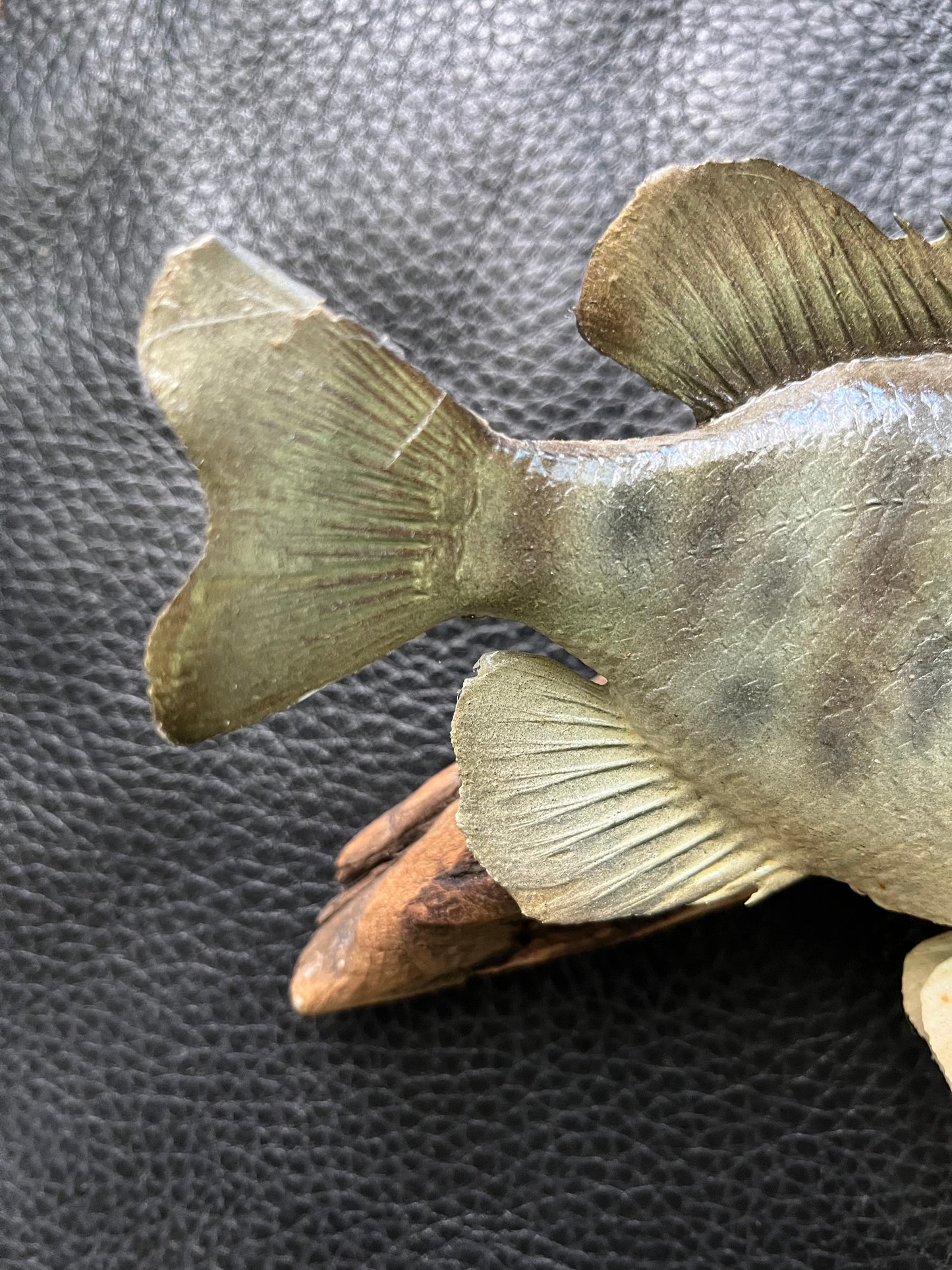 Vintage taxidermy blue gill