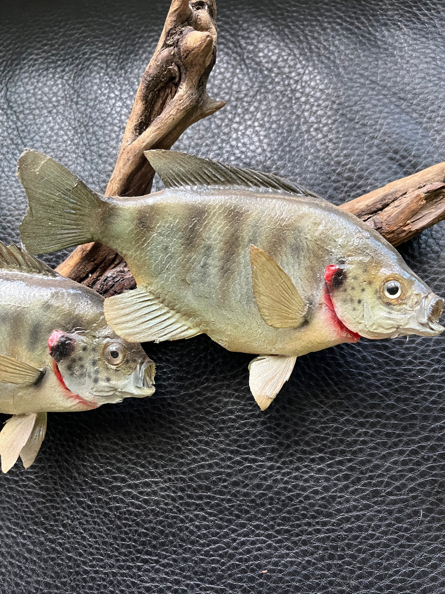 Vintage taxidermy blue gill