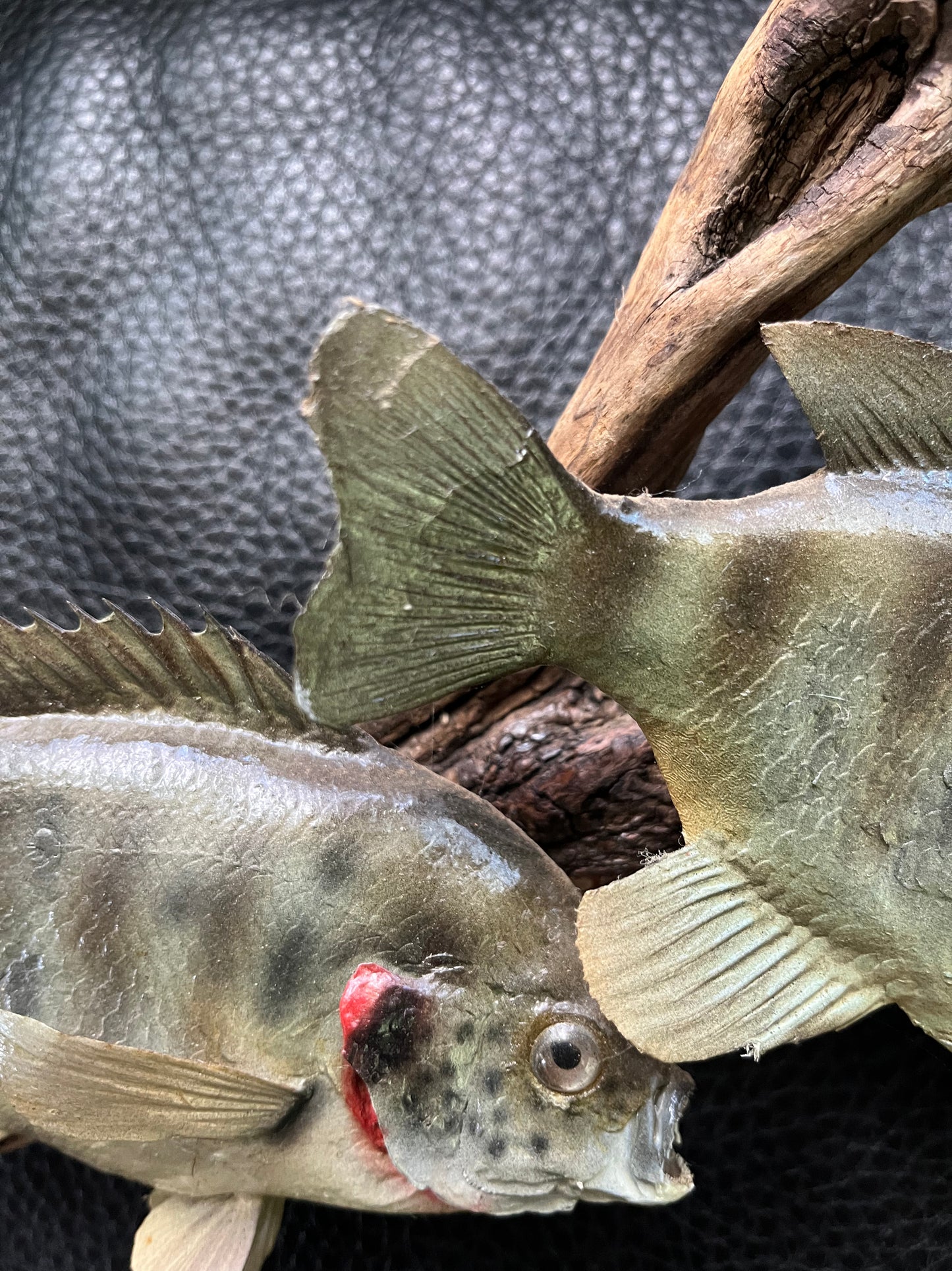 Vintage taxidermy blue gill