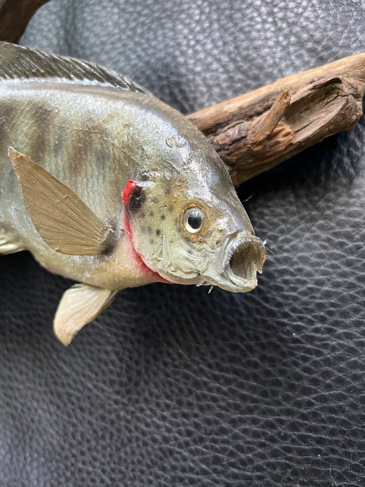 Vintage taxidermy blue gill