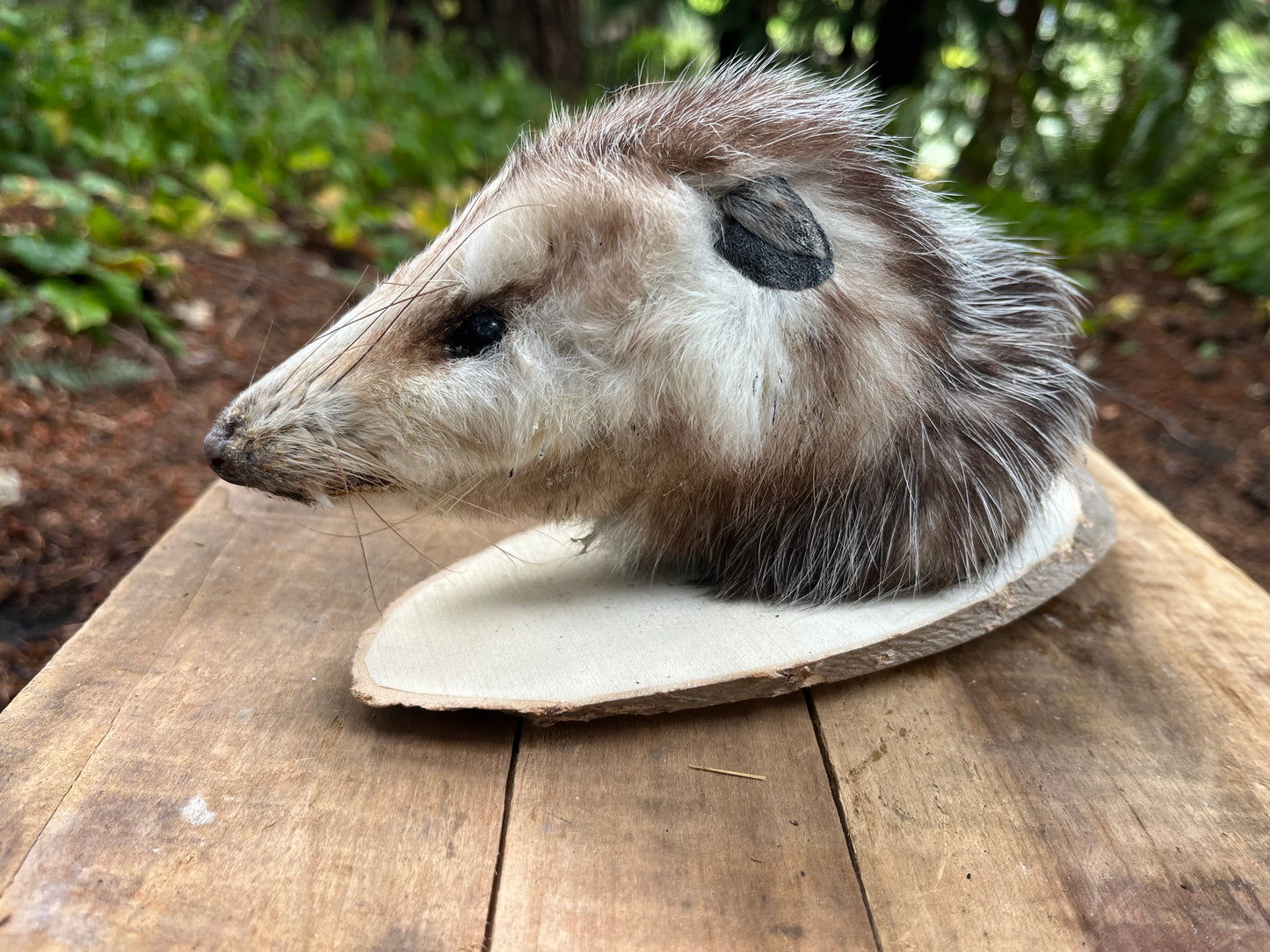 Opossum head mount