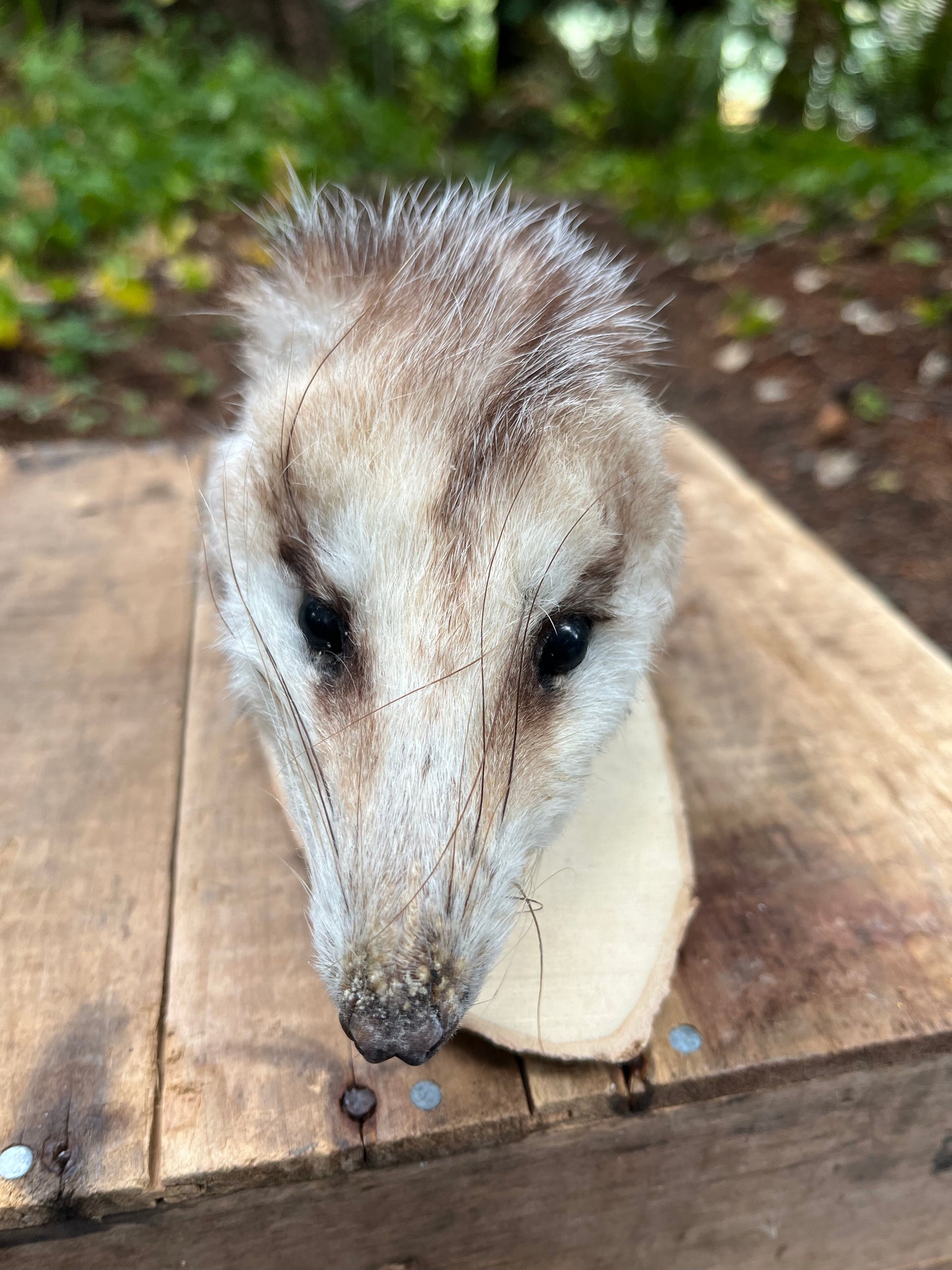 Opossum head mount