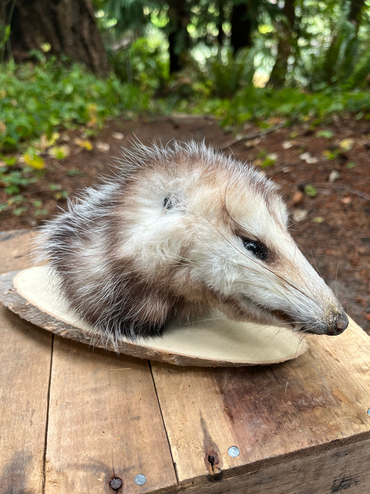 Opossum head mount