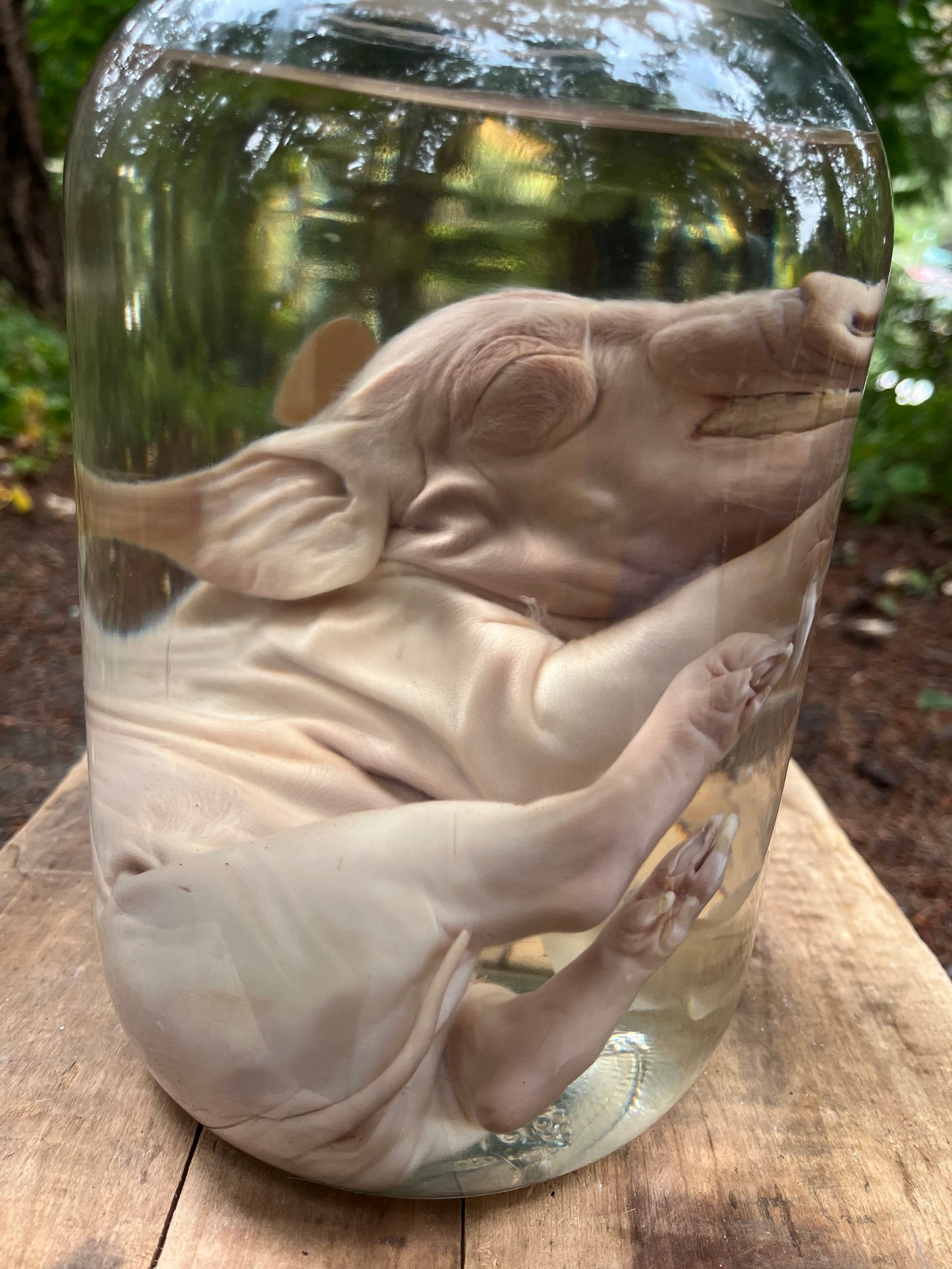 Fetal pig