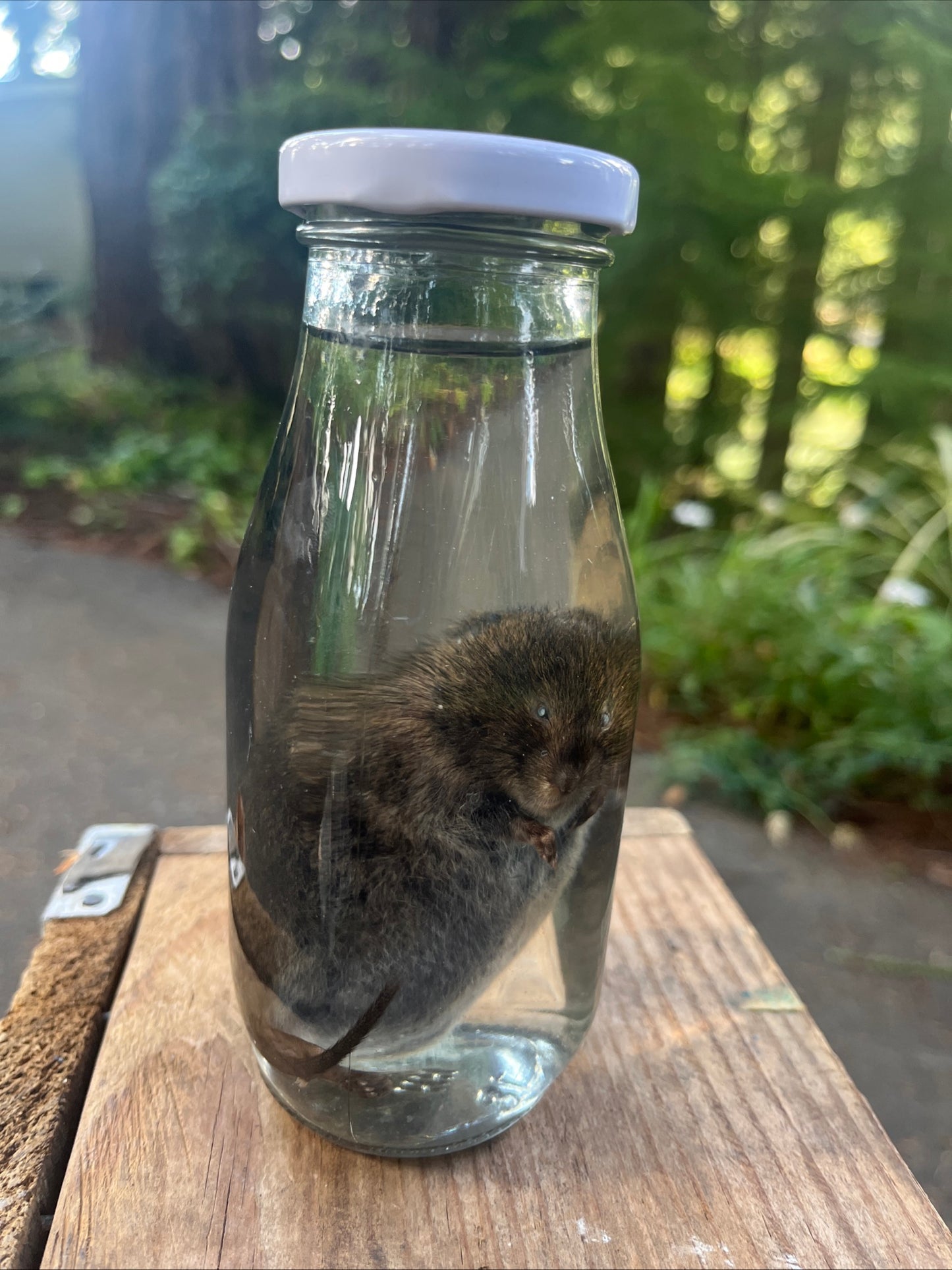 Preserved baby nutria