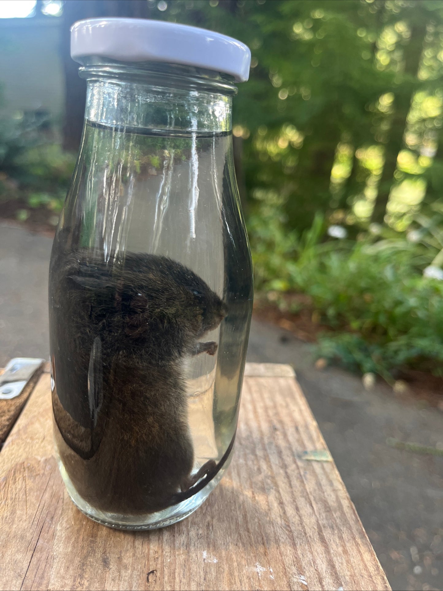 Preserved baby nutria