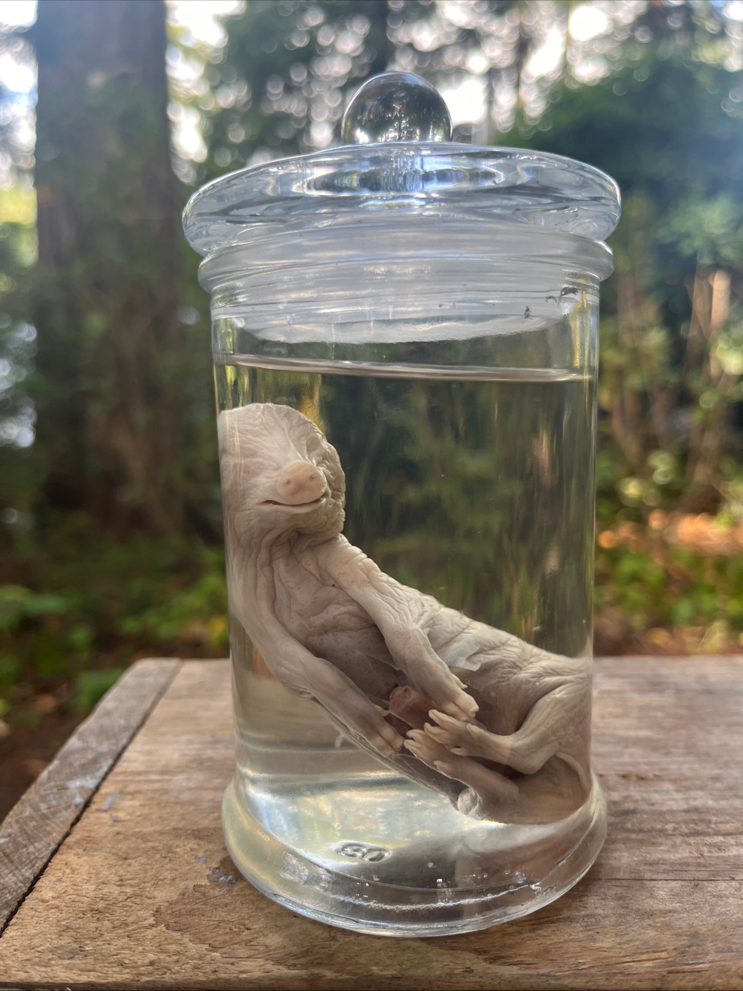 Preserved fetal pig