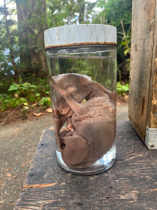 Preserved Fetal lamb