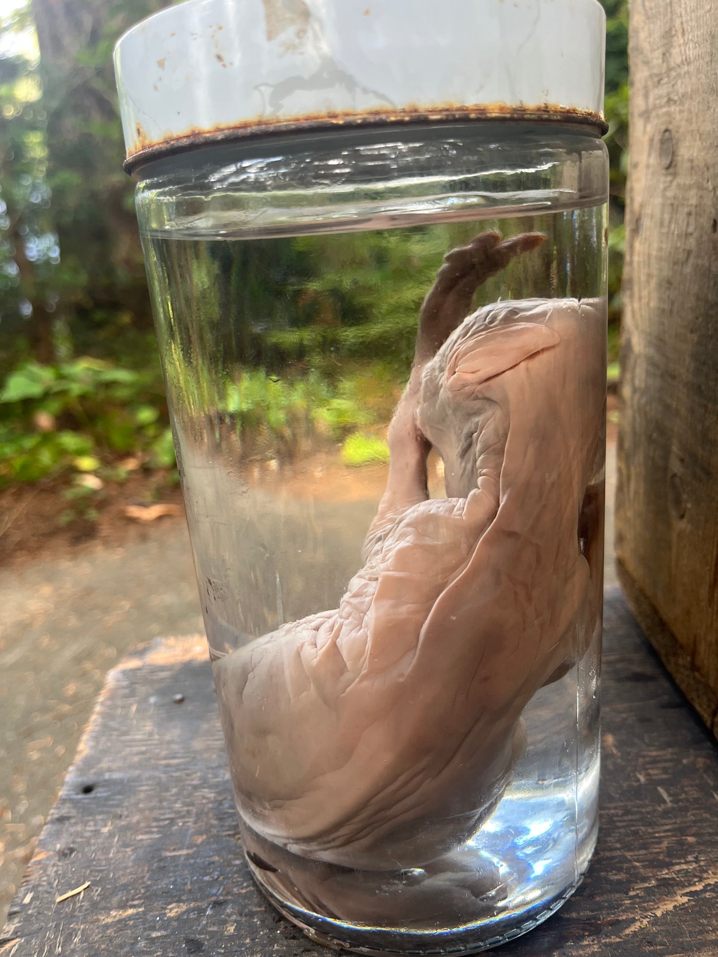 Preserved Fetal lamb