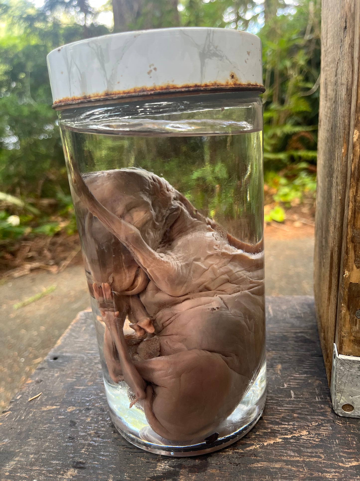 Preserved Fetal lamb