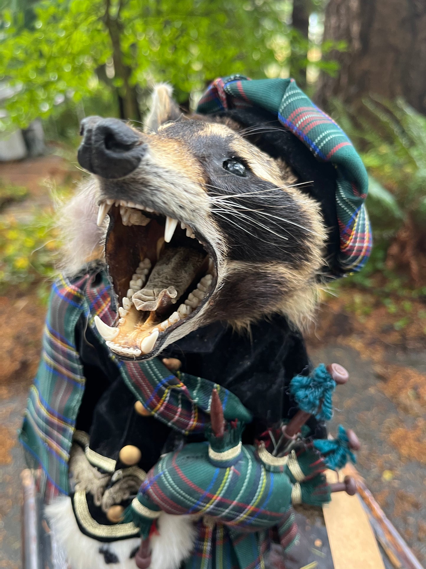 Bagpiper Raccoon