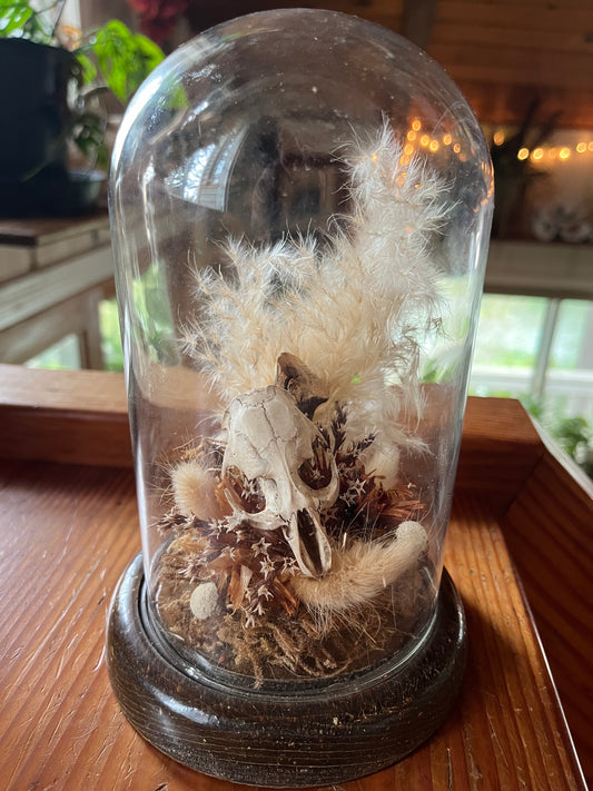 Muskrat skull in glass cloche