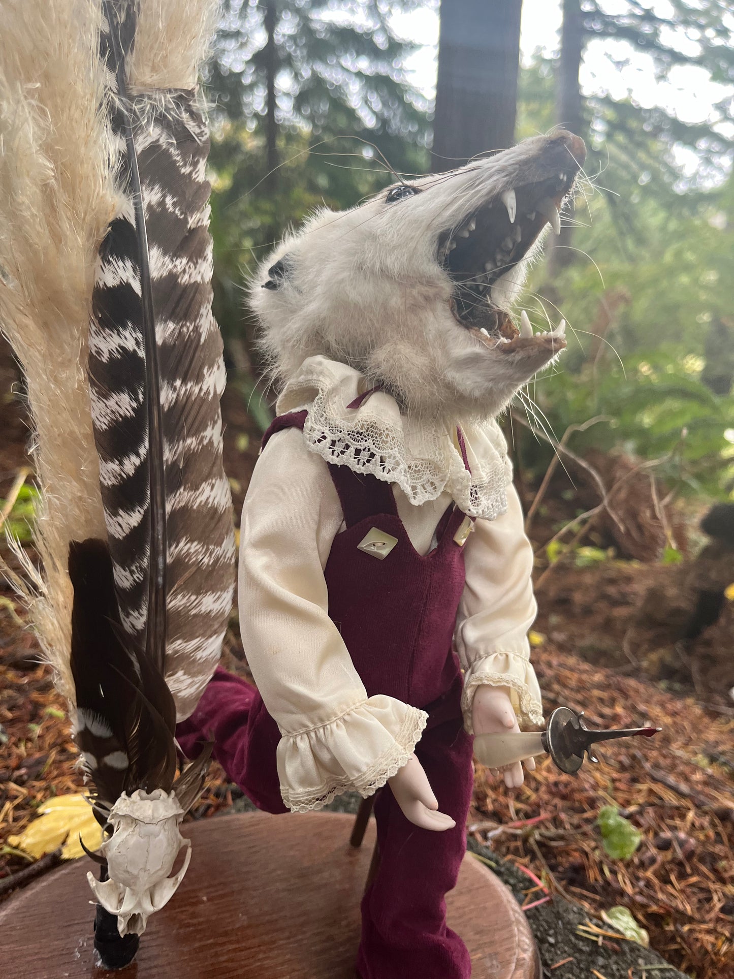 Victorian oppossum with knife