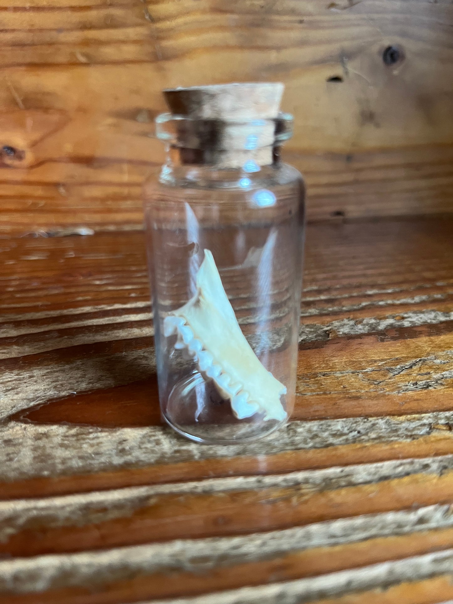 Small vial with jaw bone/teeth