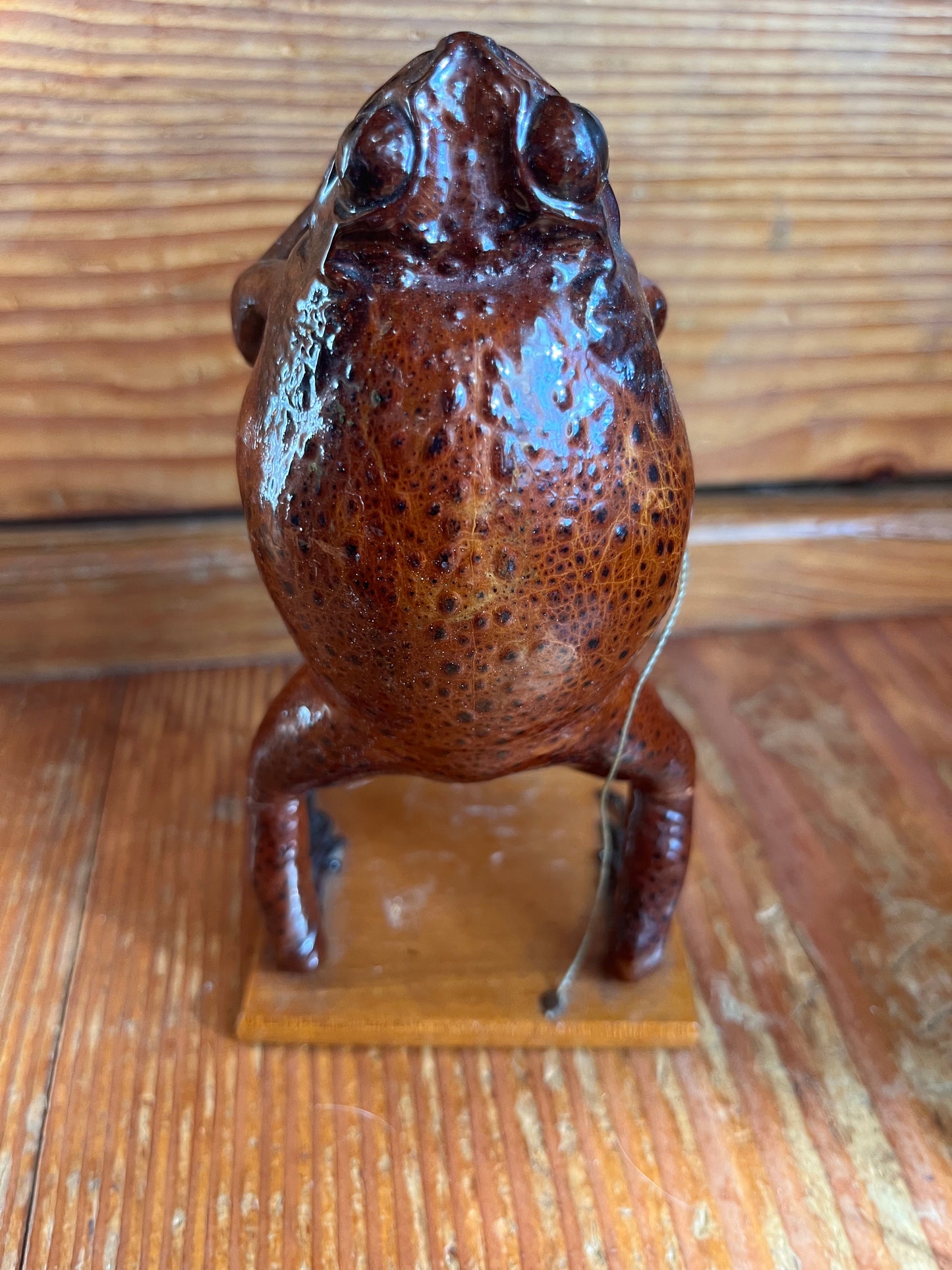 Vintage taxidermy cane toad