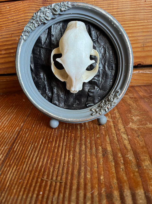 Framed cat skull