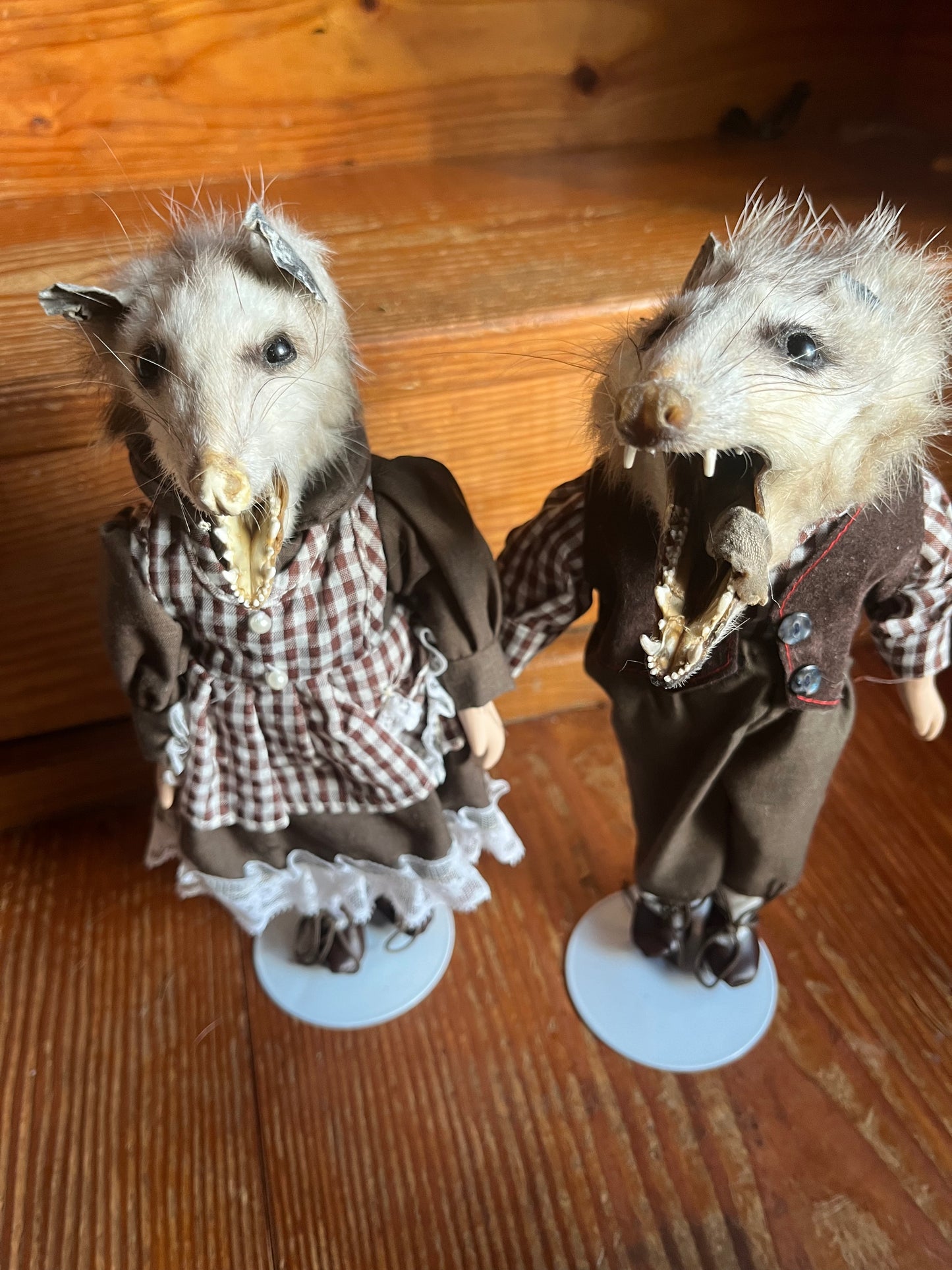 Opossum pair