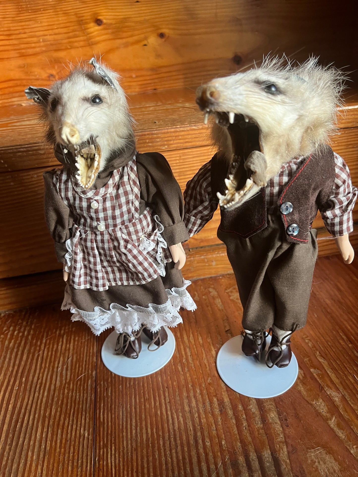 Opossum pair