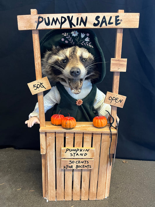 Pumpkin peddler raccoon