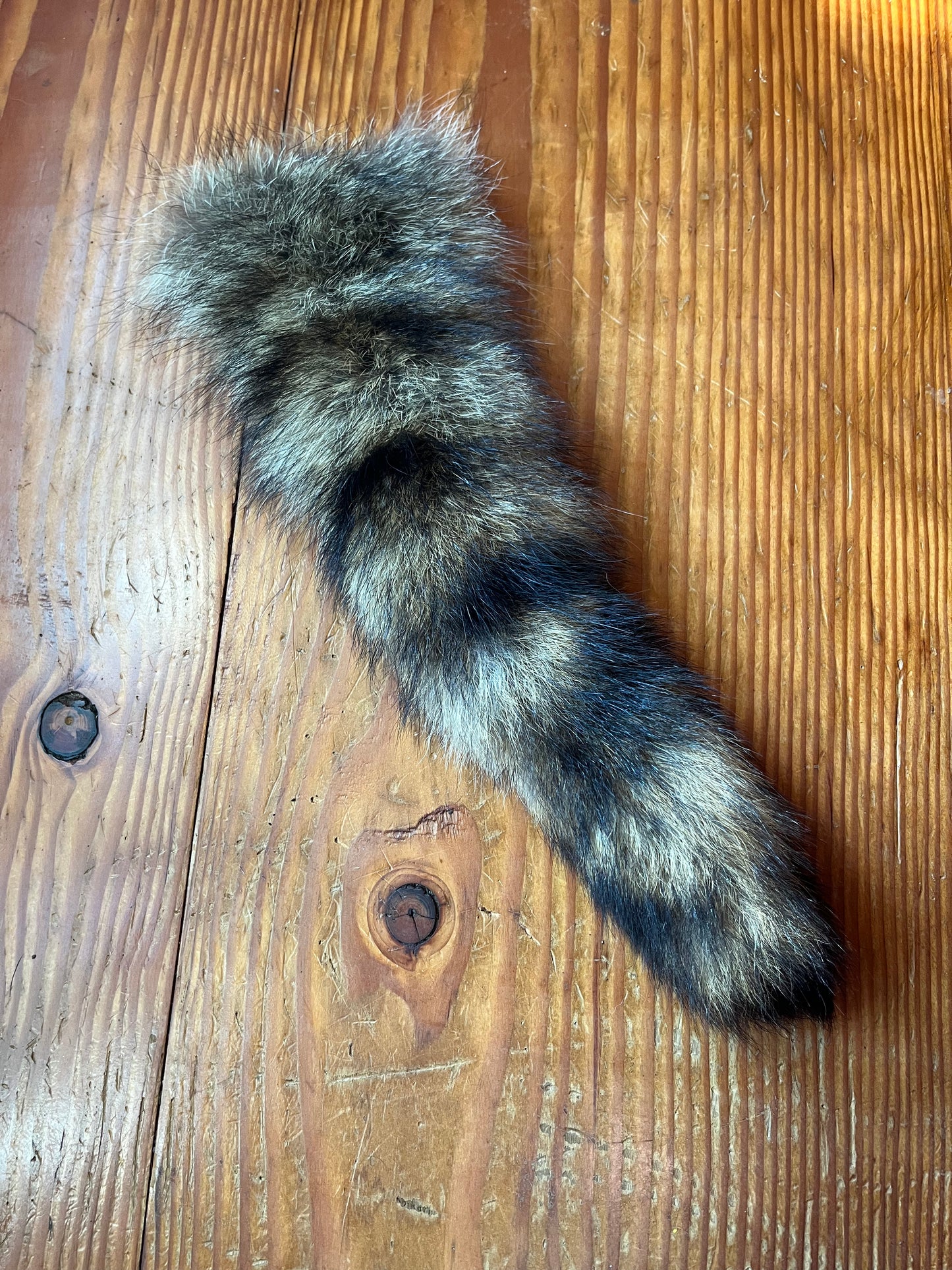 Raccoon tail