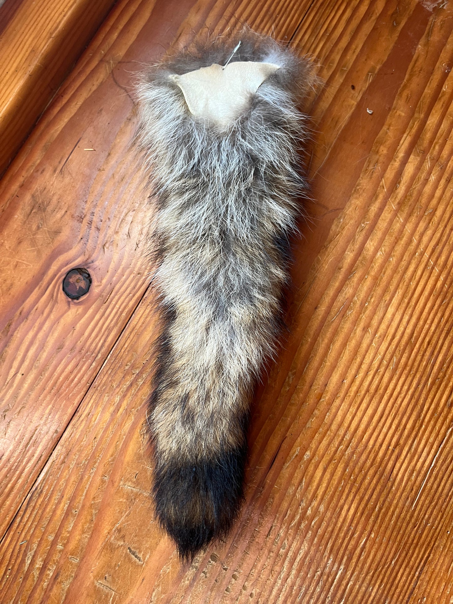 Raccoon tail