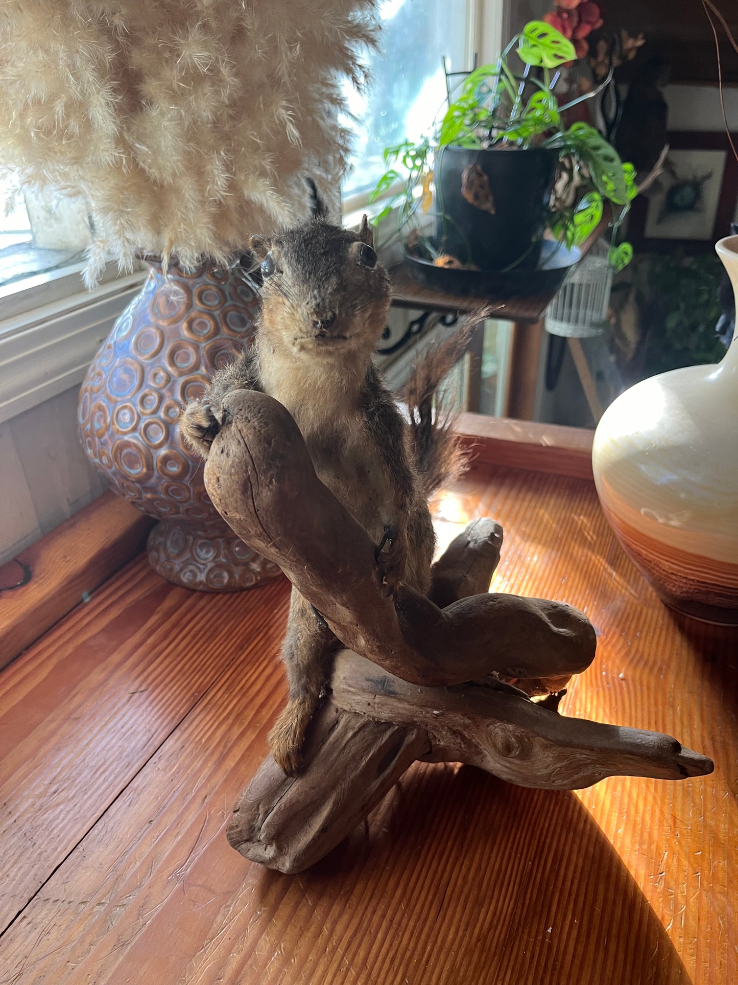 Vintage taxidermy squirrel