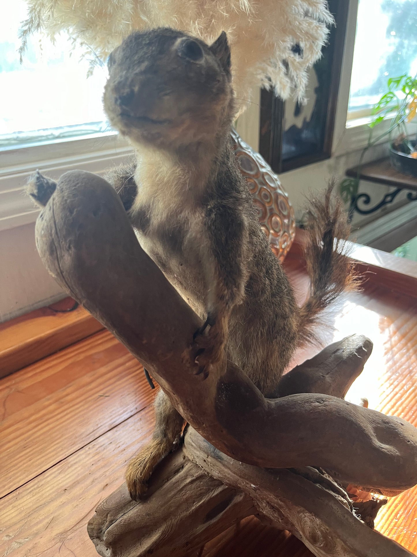 Vintage taxidermy squirrel