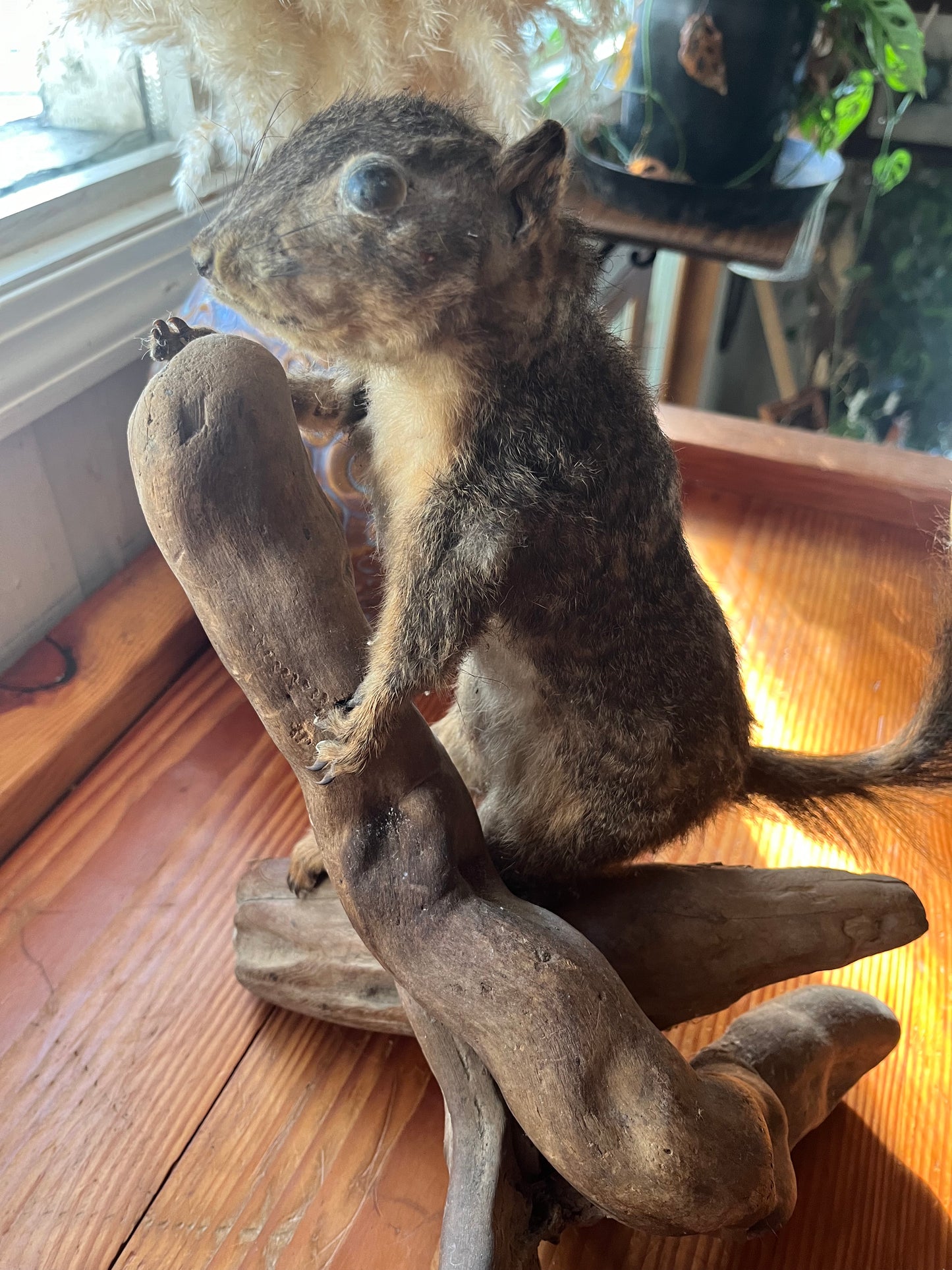 Vintage taxidermy squirrel