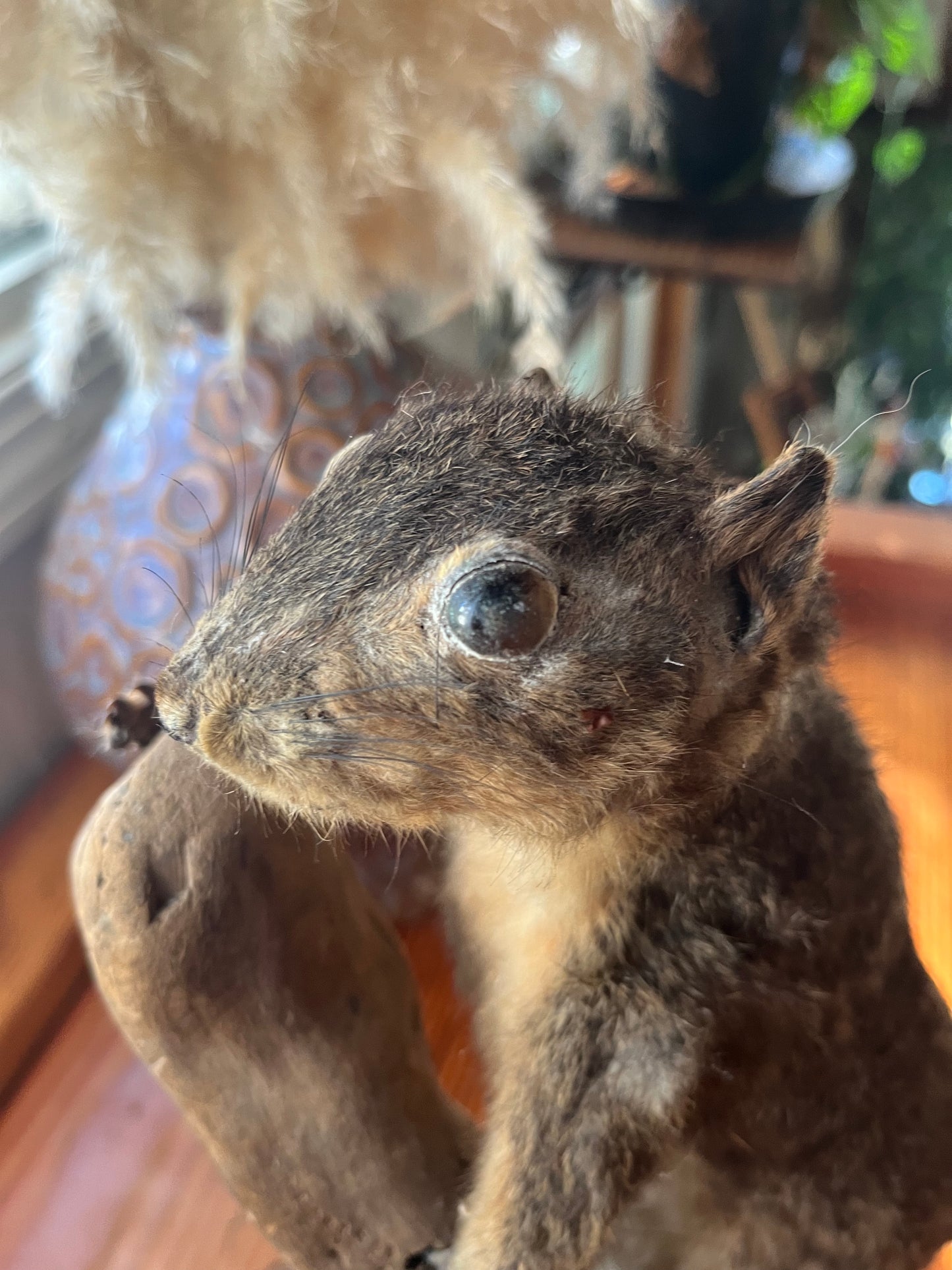 Vintage taxidermy squirrel