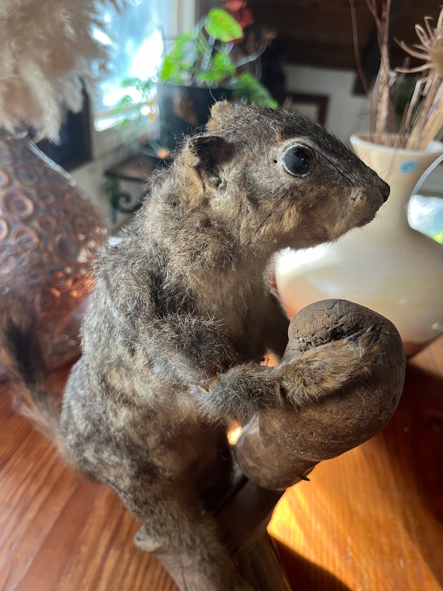 Vintage taxidermy squirrel