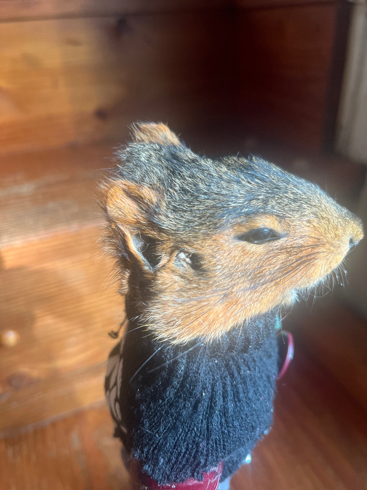 Wasteland cavalry 76 squirrel