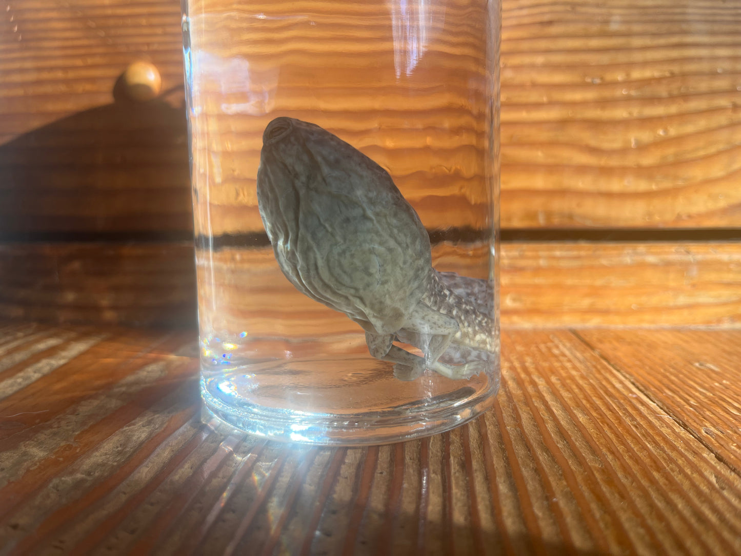 Large Tadpole with Legs