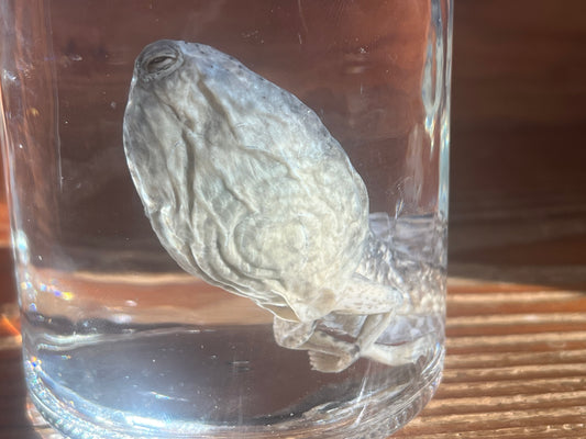 Large Tadpole with Legs