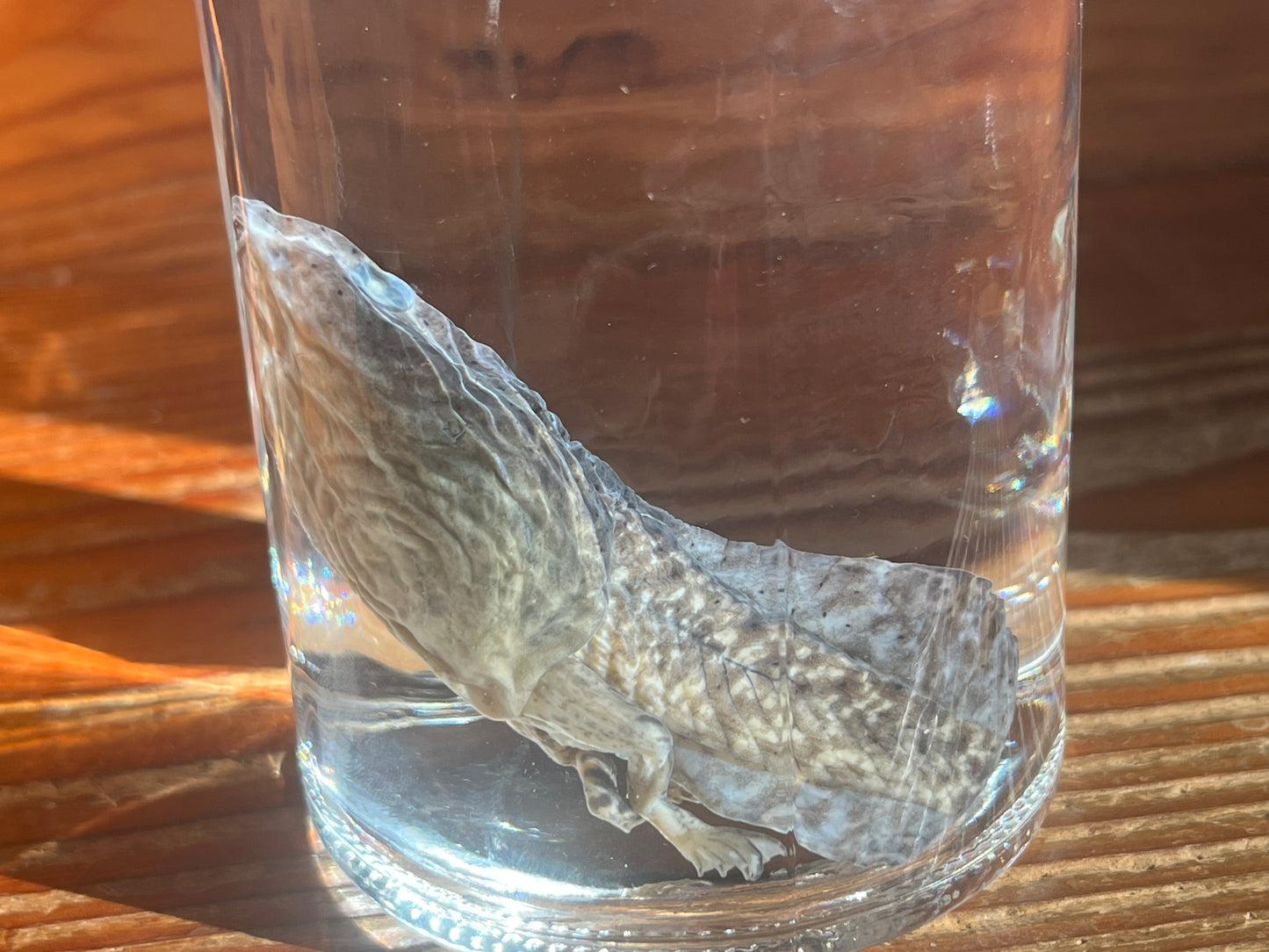 Large Tadpole with Legs