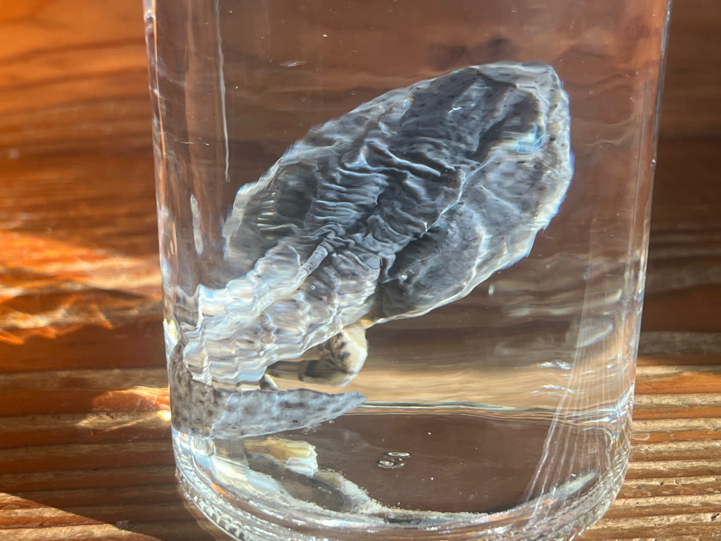 Large Tadpole with Legs