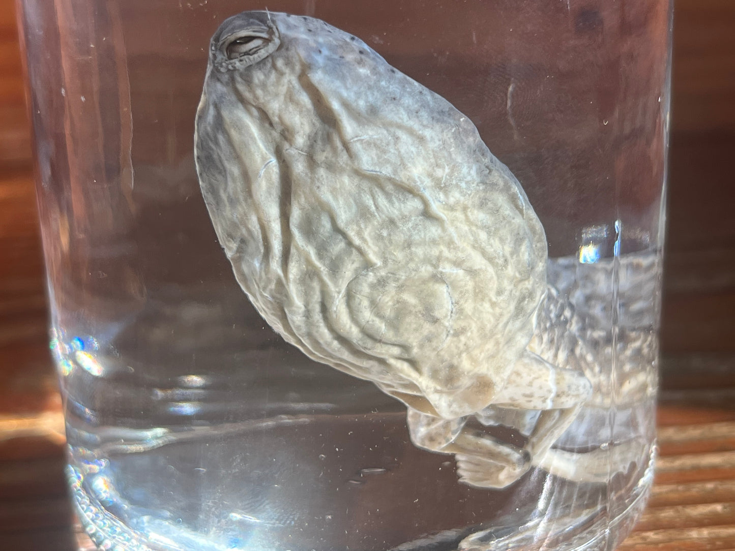 Large Tadpole with Legs