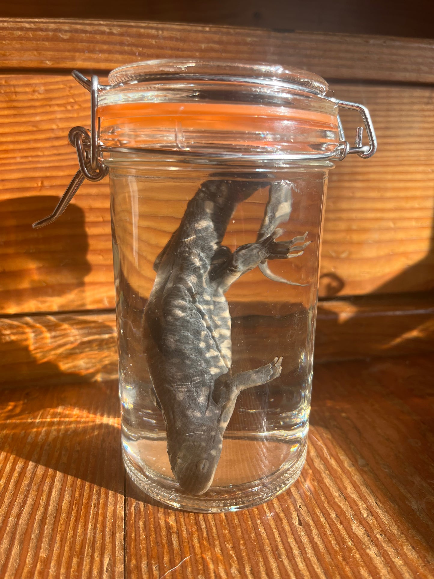 Grey Tiger Salamander