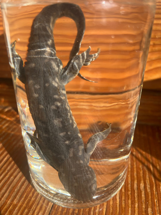 Grey Tiger Salamander