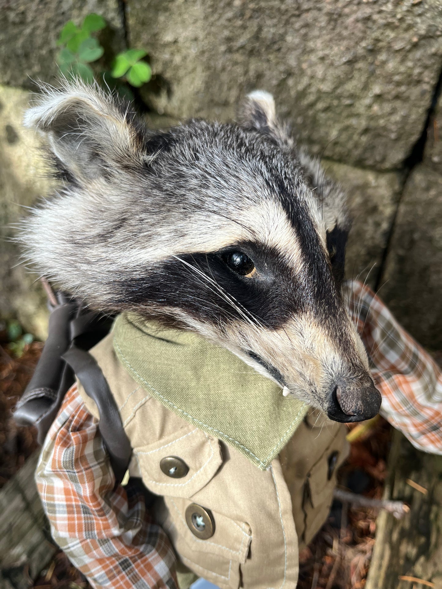 Camper raccoon